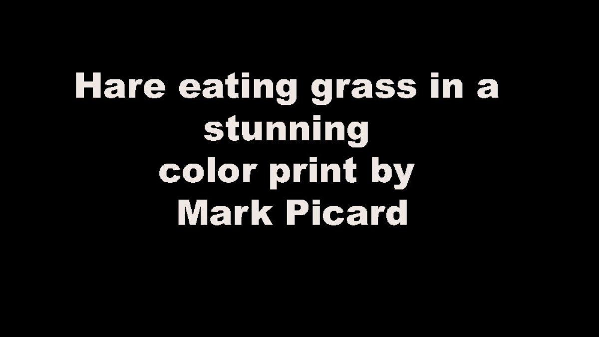 Lot 105_Hare Eating Grass © Mark Picard; 11” X 17”; $250