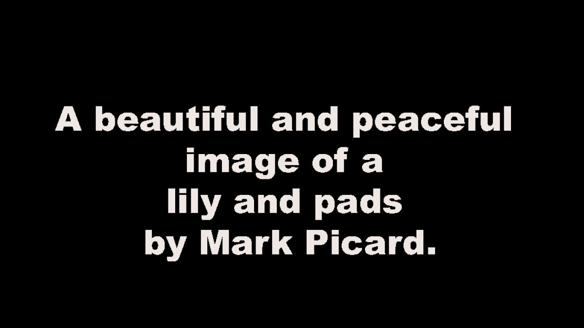 Lot 106_Lily and Pads © Mark Picard; 11” X 19”; $250