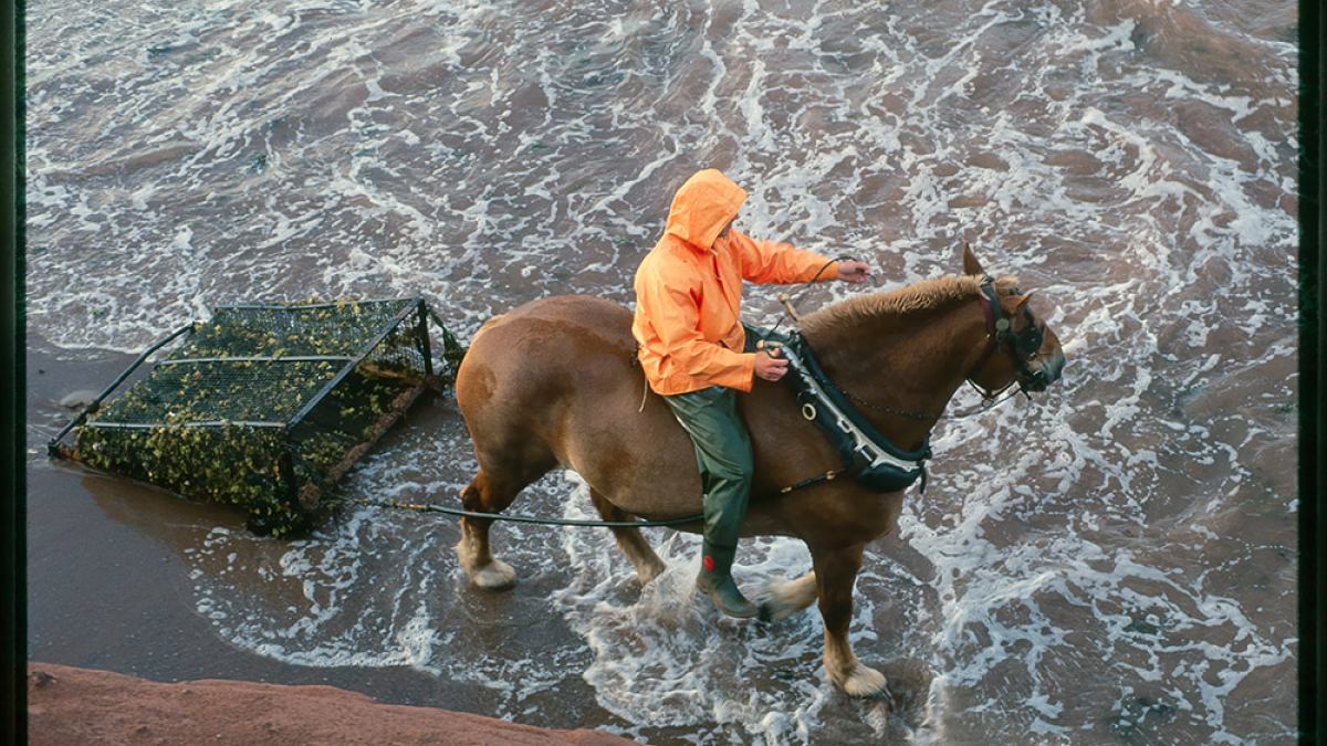 Lot 107_Irish Moss Harvest, P.E.I. II © Robert Floyd; 16” X 20”; $300