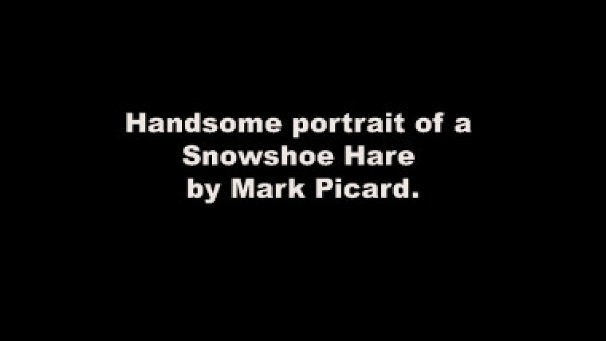 Lot 109_Snowshoe Hare, Maine © Mark Picard; 19