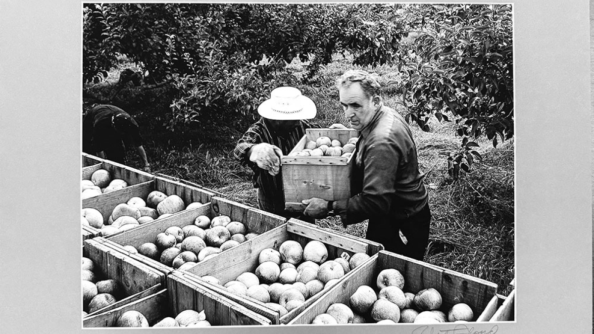 Lot 114_Tom Bashista Loading Apples © Robert Floyd; 16” X 20”: $150