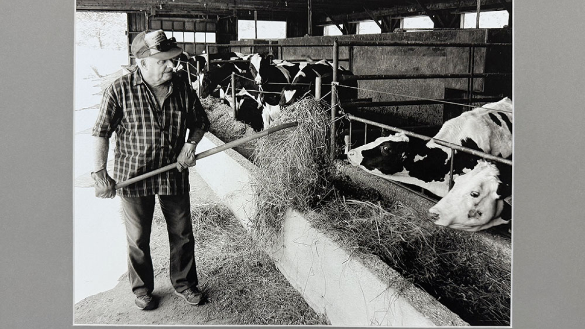 Lot 118_Myron Searle Feeding Cows © Robert Floyd; 16” X 20”; $150