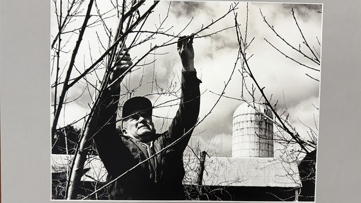 Lot 119_Tom Bashista Pruning Peach Trees © Robert Floyd; 16” X 20”; $150