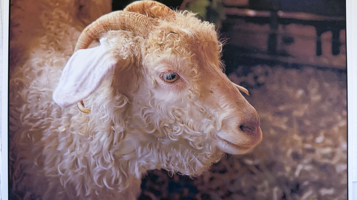 Lot 124_Angora Goat © Julius Lester; 8.5” X 11”; $125