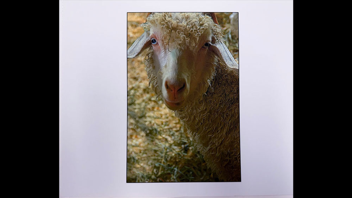 Lot 122_Angora Kid © Julius Lester; 8.5” X 11”; $125