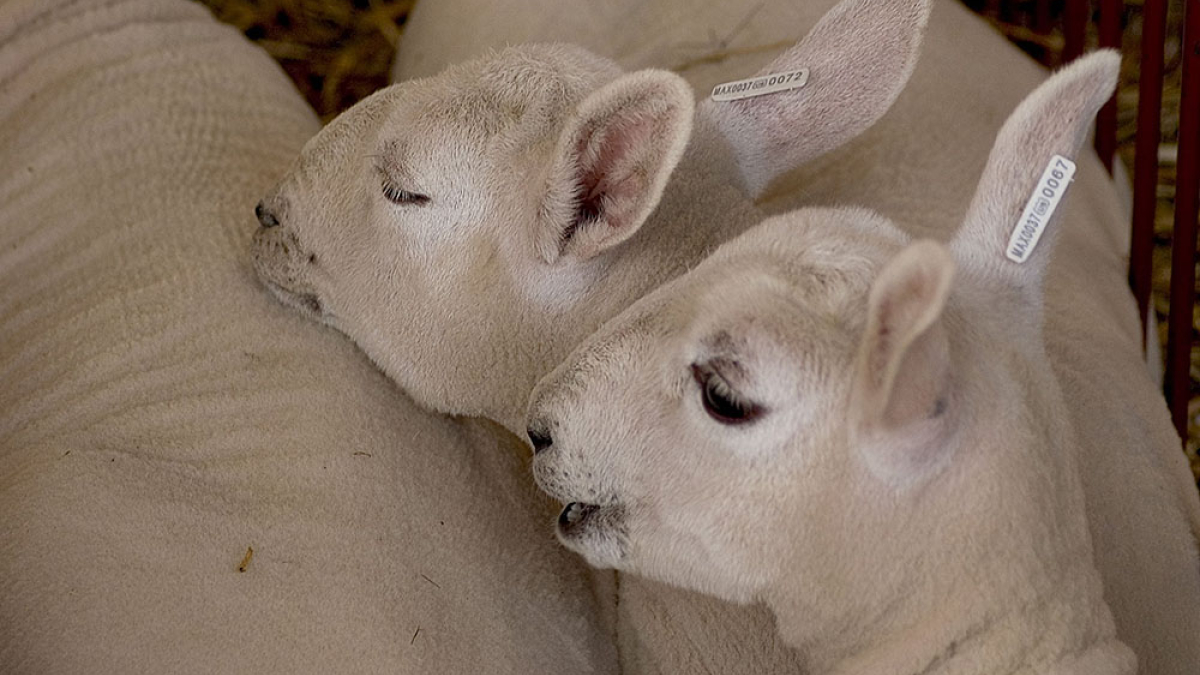 Lot 123_Sheep © Julius Lester; 8.5” X 11”; $125