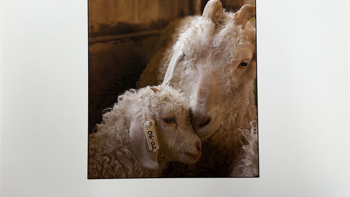 Lot 125_Angora Goats © Julius Lester; 8.5” X 11”; $125