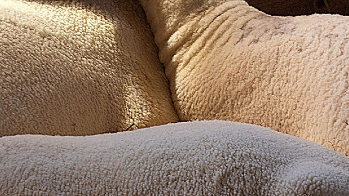 Lot 126_Shorn Lambs © Julius Lester; 8.5” X 11”; $125