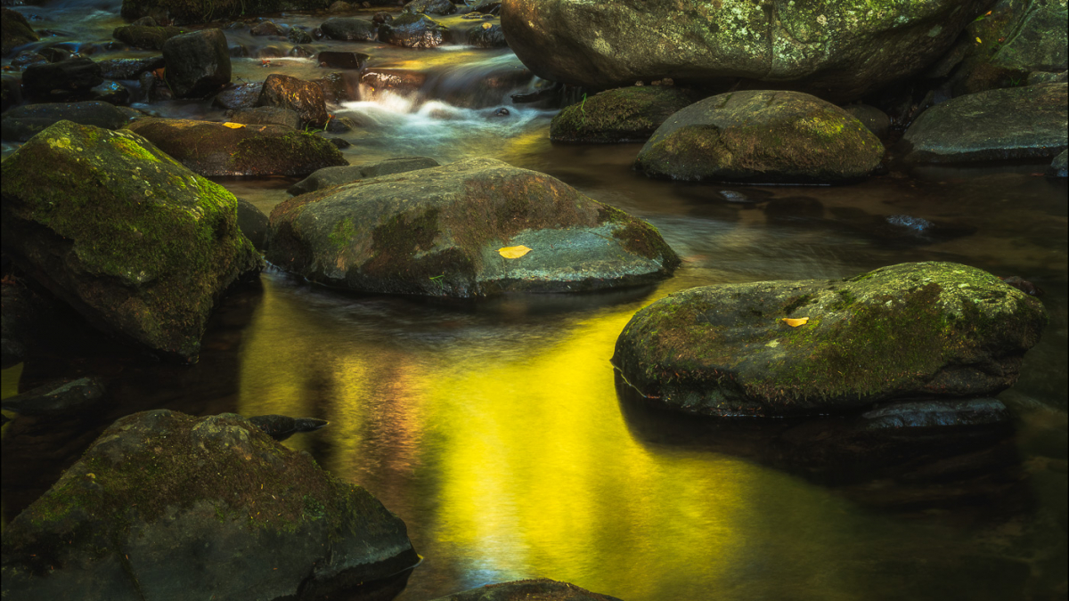 Reflections © 2021 Rosemary Polletta