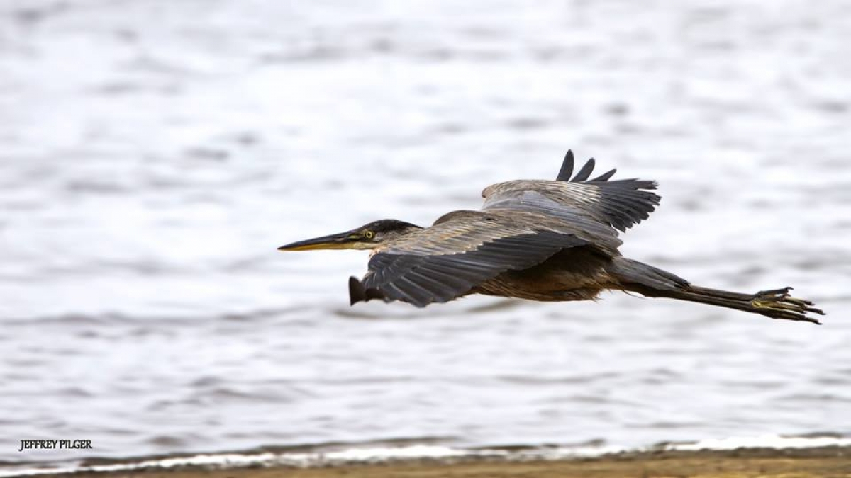 Blue Heron, Plum Island © Jeff Pilger, 2016