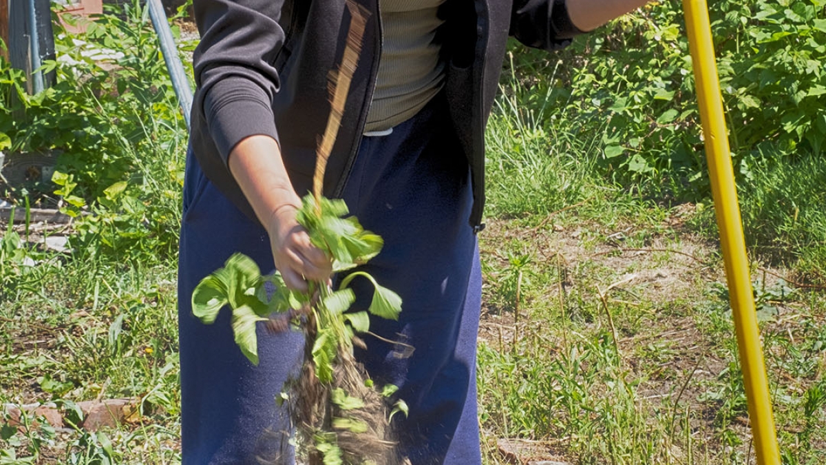 Gardening the Community Garden #14 © 2020 Patricia Crutchfield