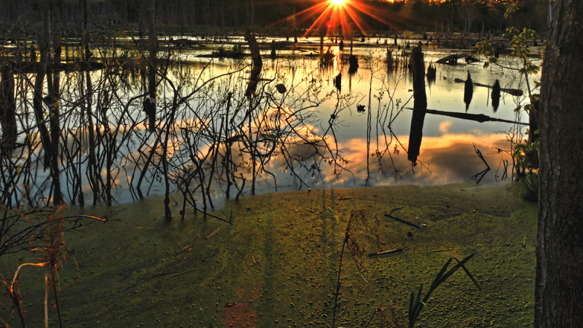 Rays of Sunshine © 2021 Jack Grimaldi
