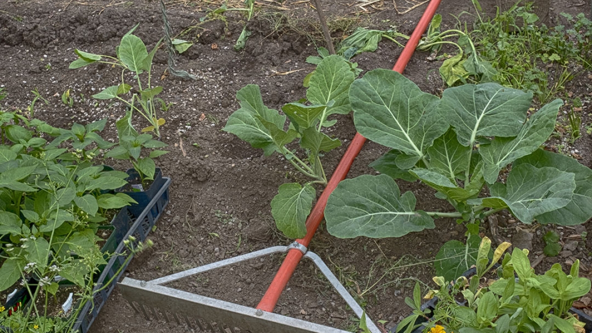 Gardening the Community Garden #15_1 © 2020 Patricia Crutchfield