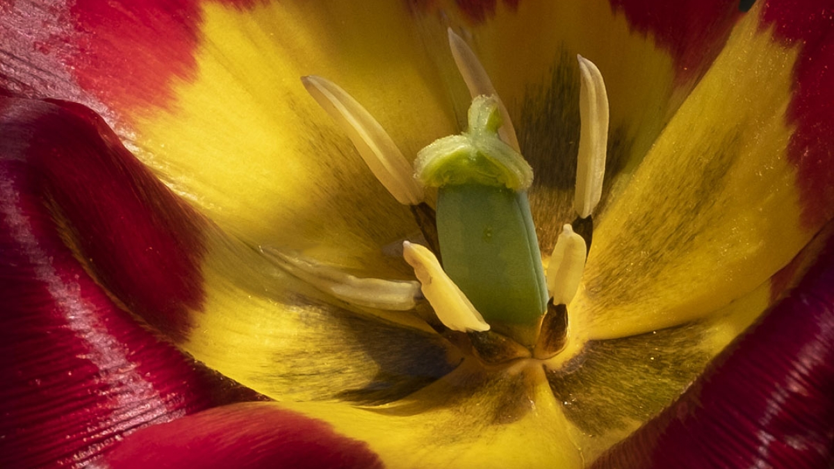 Gardening the Community Garden #18_1 © 2020 Patricia Crutchfield