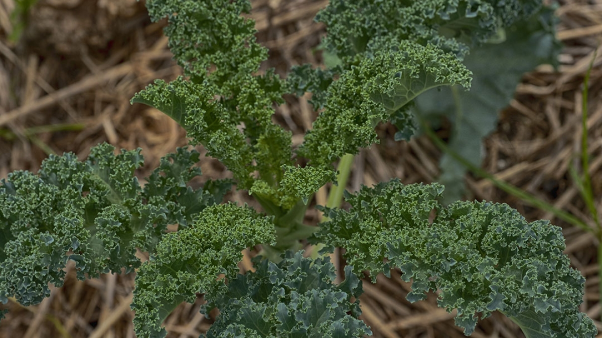 Gardening the Community Garden #18_2 © 2020 Patricia Crutchfield