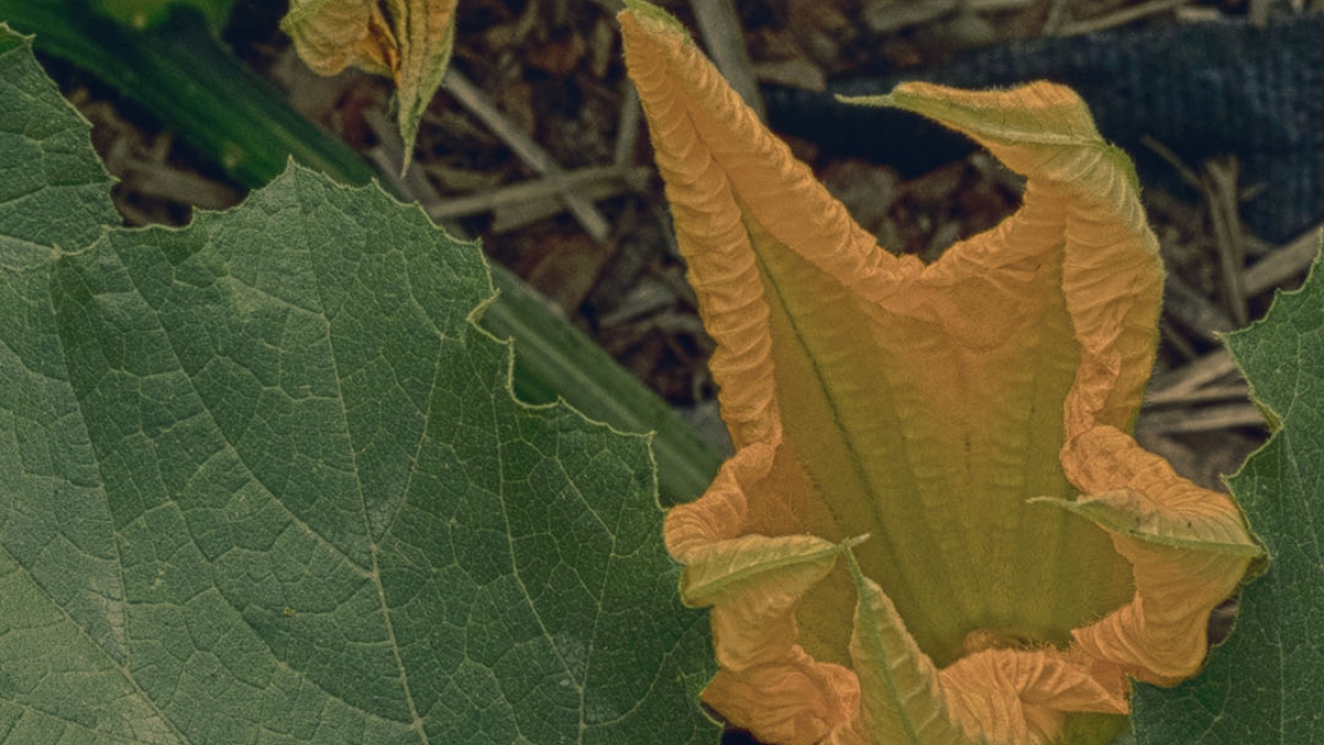 Gardening the Community Garden #18_3 © 2020 Patricia Crutchfield