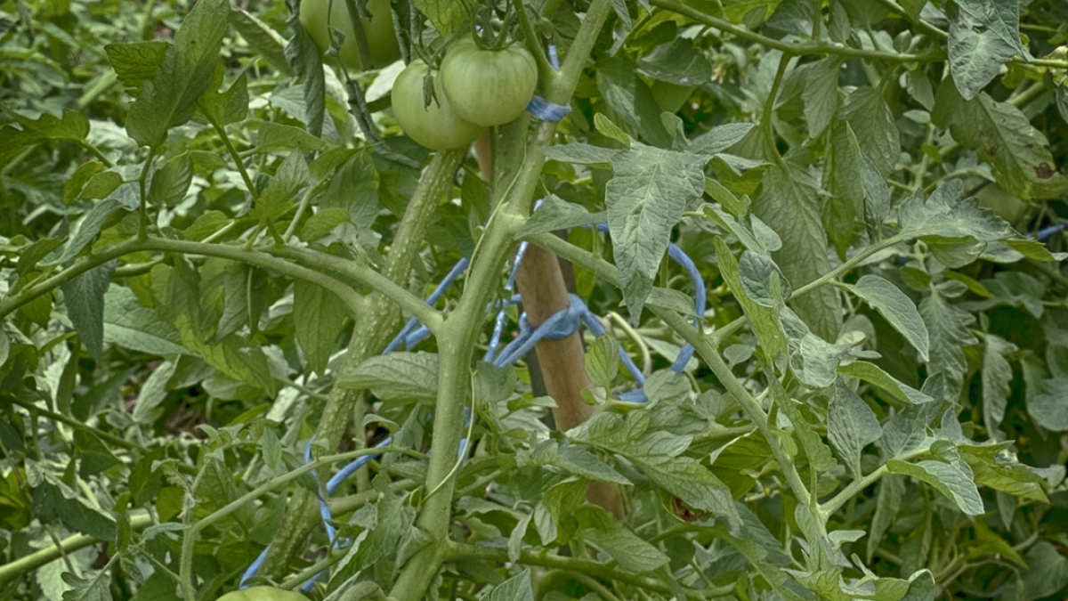 Gardening the Community Garden #18_4 © 2020 Patricia Crutchfield