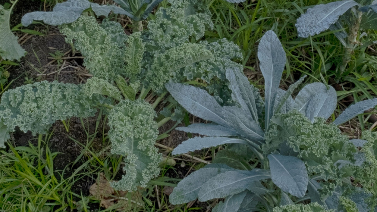 Gardening the Community Garden #18_5 © 2020 Patricia Crutchfield