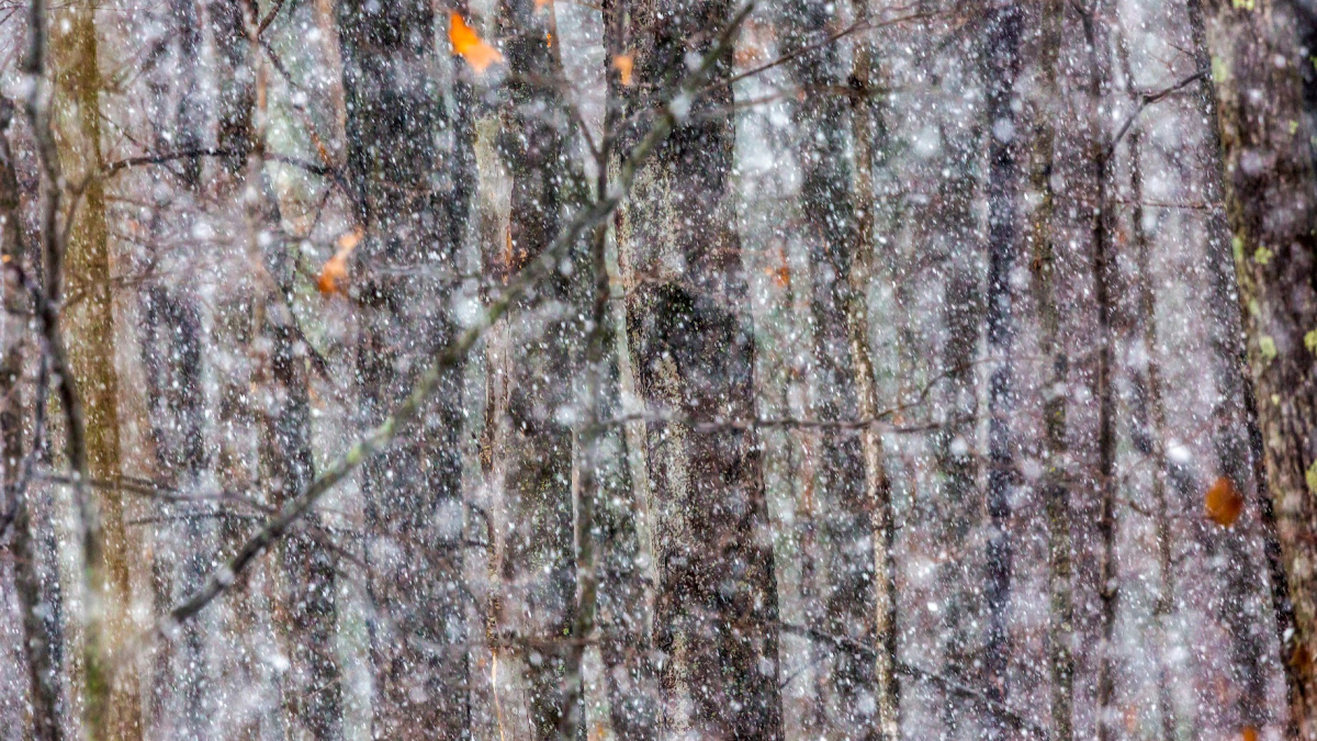 Trees in Snow © 2022 Mark Lindhult