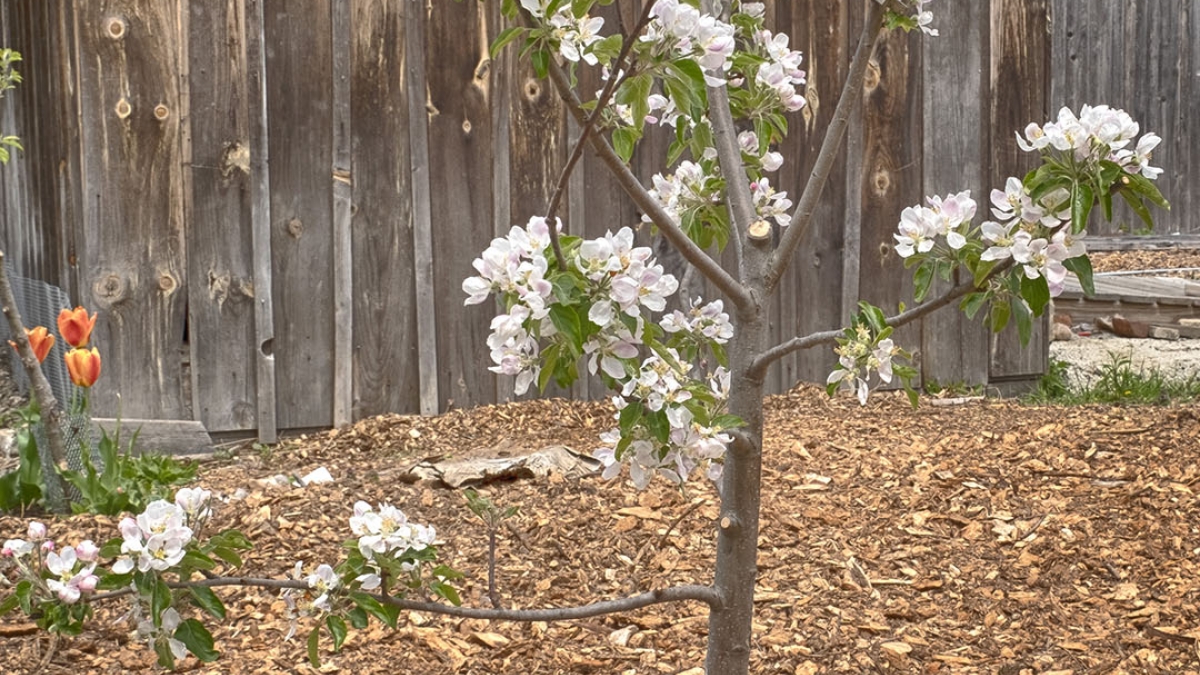 Gardening the Community Garden #20 © 2020 Patricia Crutchfield