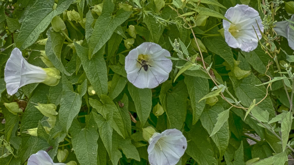 Gardening the Community Garden #21_1 © 2020 Patricia Crutchfield