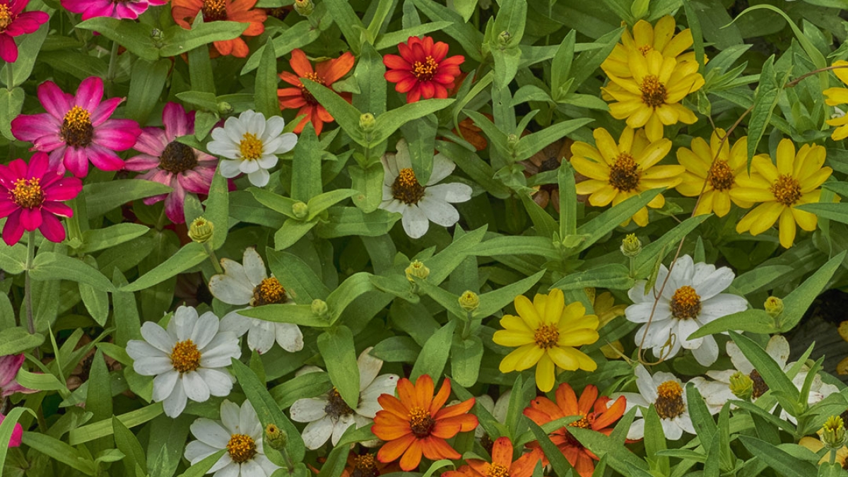 Gardening the Community Garden #21_2 © 2020 Patricia Crutchfield