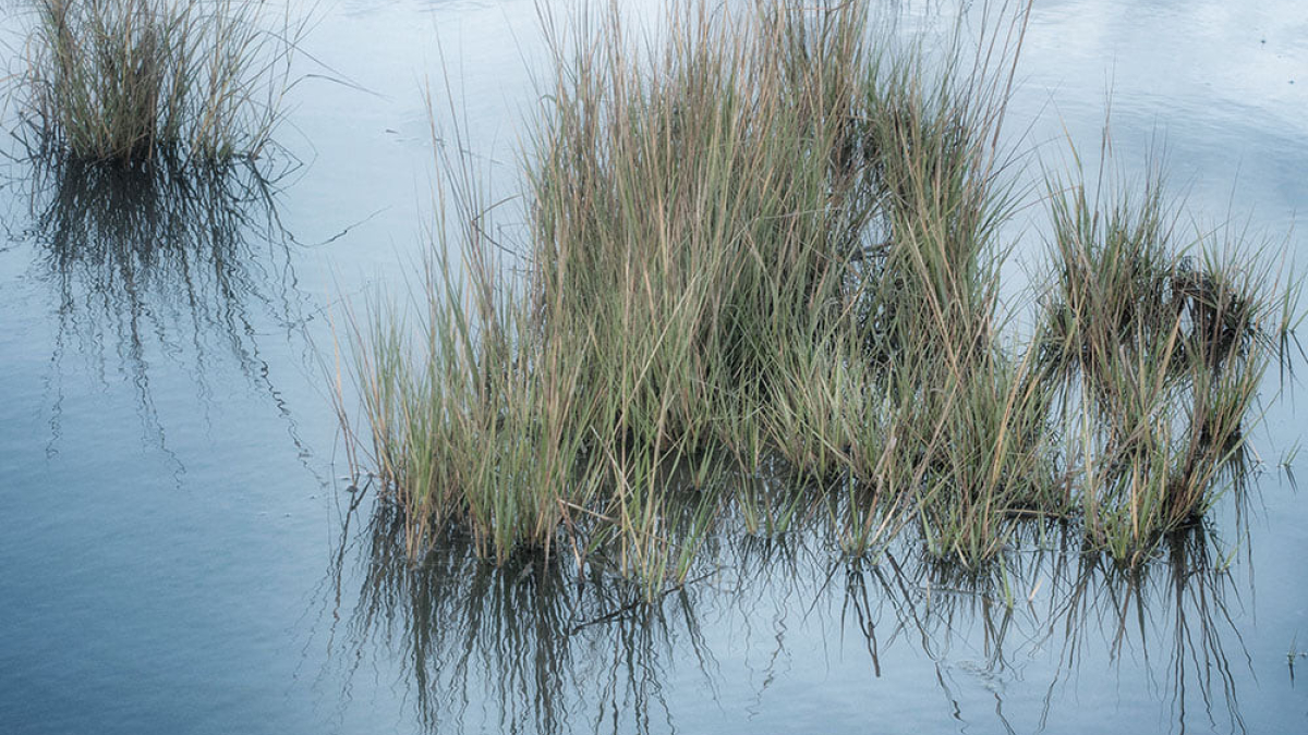 Reeds, Wellfleet © 2016 Robert Floyd