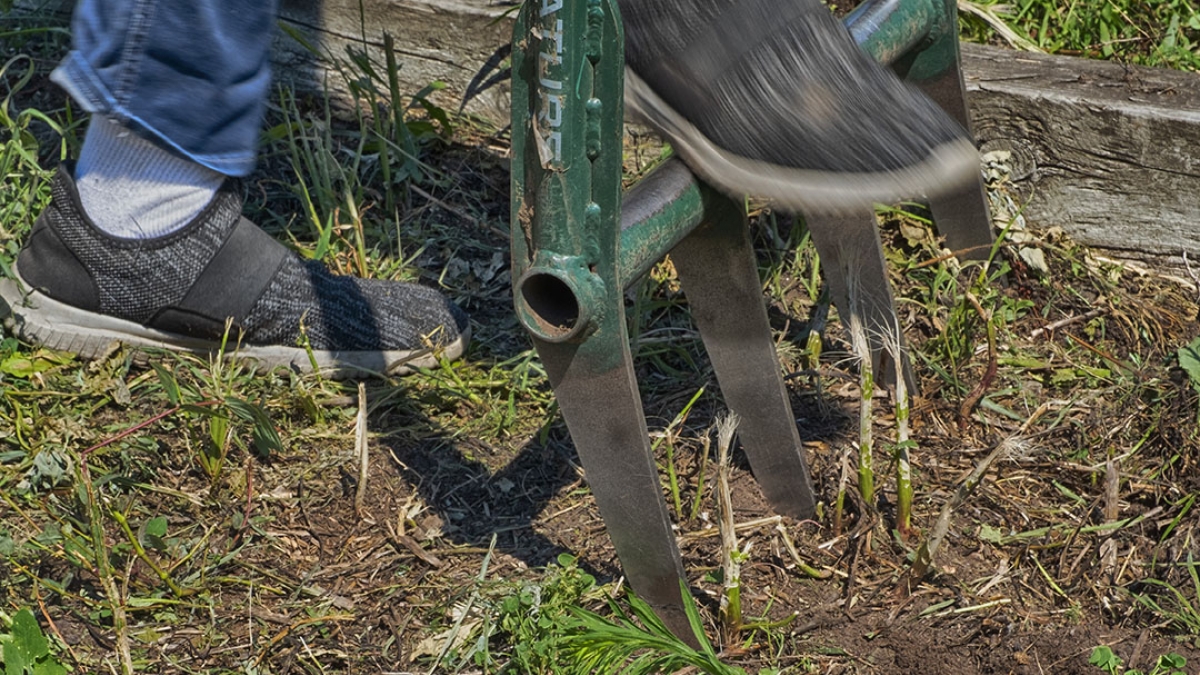 Gardening the Community Garden #25_1 © 2020 Patricia Crutchfield