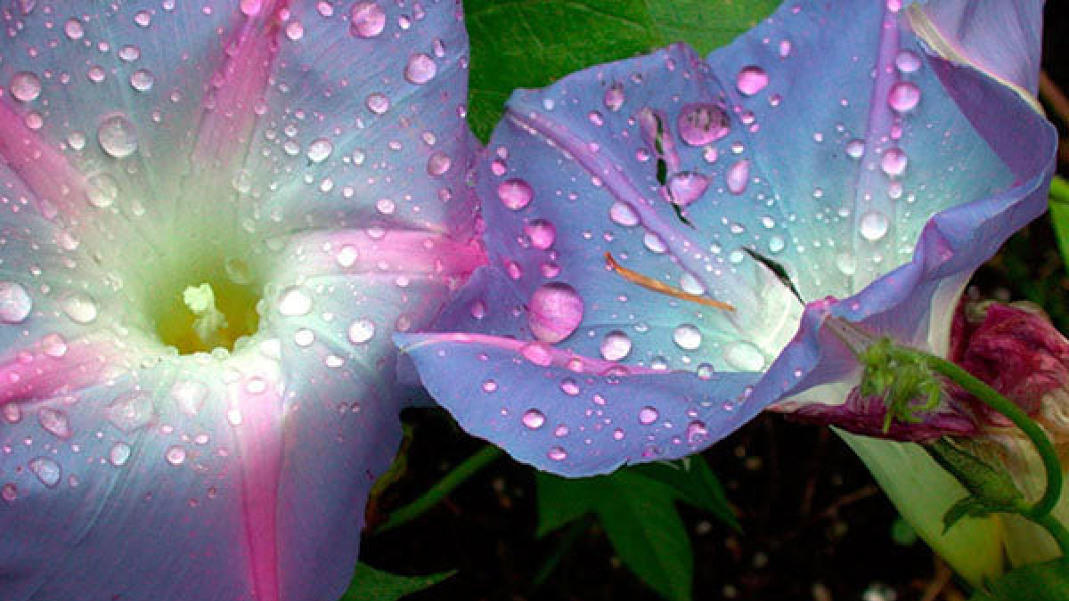 Morning Glory and Raindrops © 2002 Julius Lester