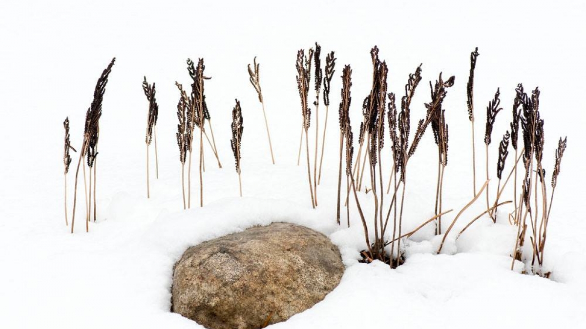 Stone and Grasses © 2018 Robert Floyd