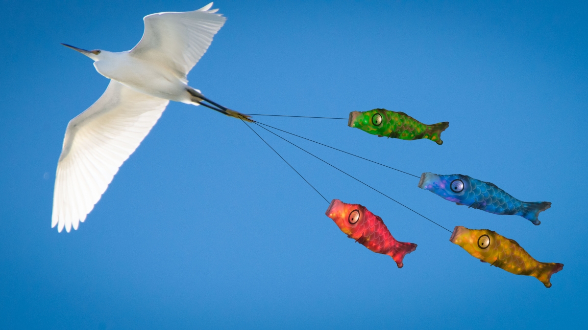 Flying Fish ©Bob Solosko, 2018