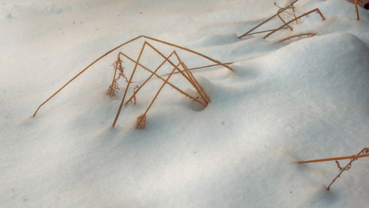 Monotones 3 © 2020 Patricia Crutchfield