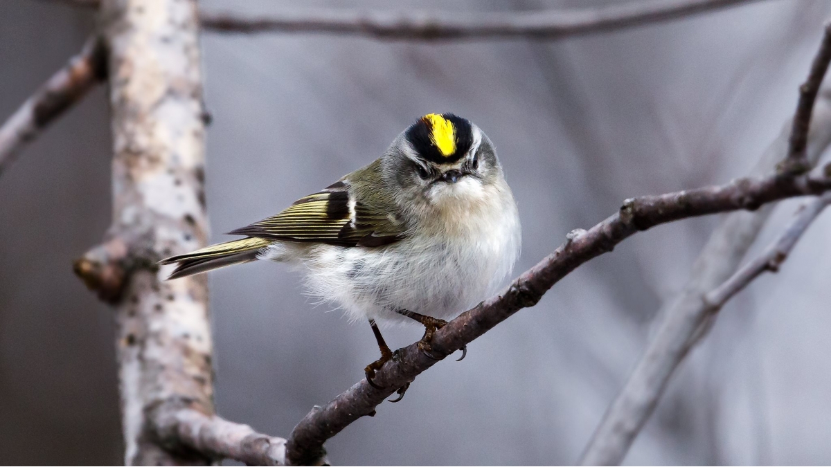 Golden-Crowned Kinglet © Fernando Molina, Amherst, MA__Best of Bird Portrait
