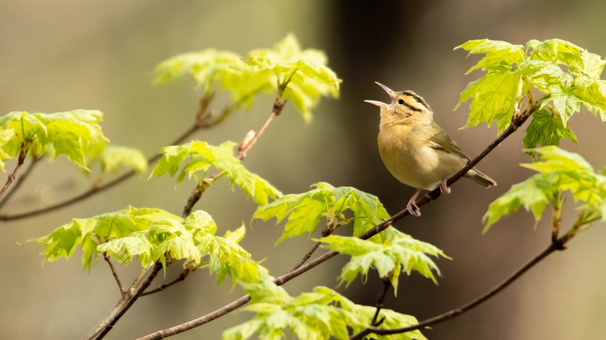 Warbler © Derek Allard, Easthampton, MA__Best of Bird Behavior