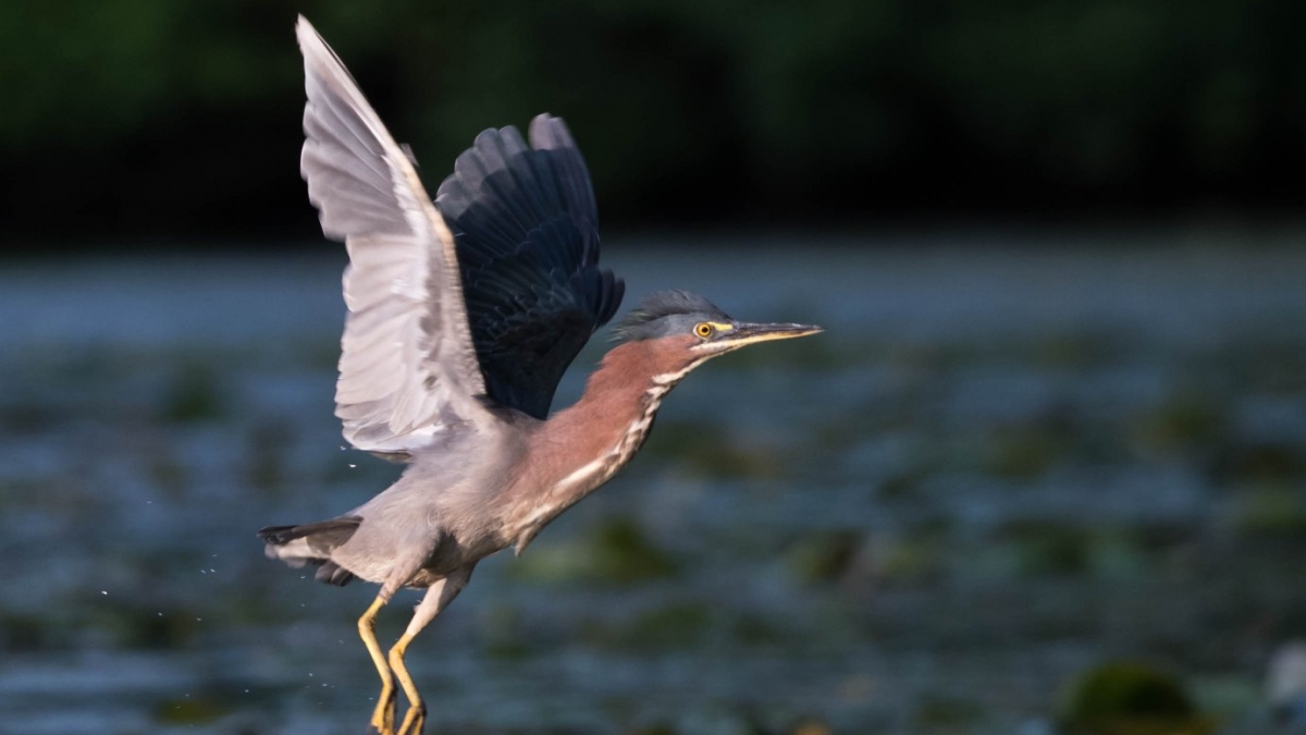 Green Heron © Derek Allard, Easthampton, MA__Best of Bird in Flight
