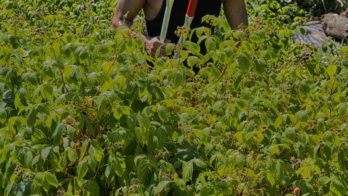 Gardening the Community Garden #50_1 © 2020 Patricia Crutchfield