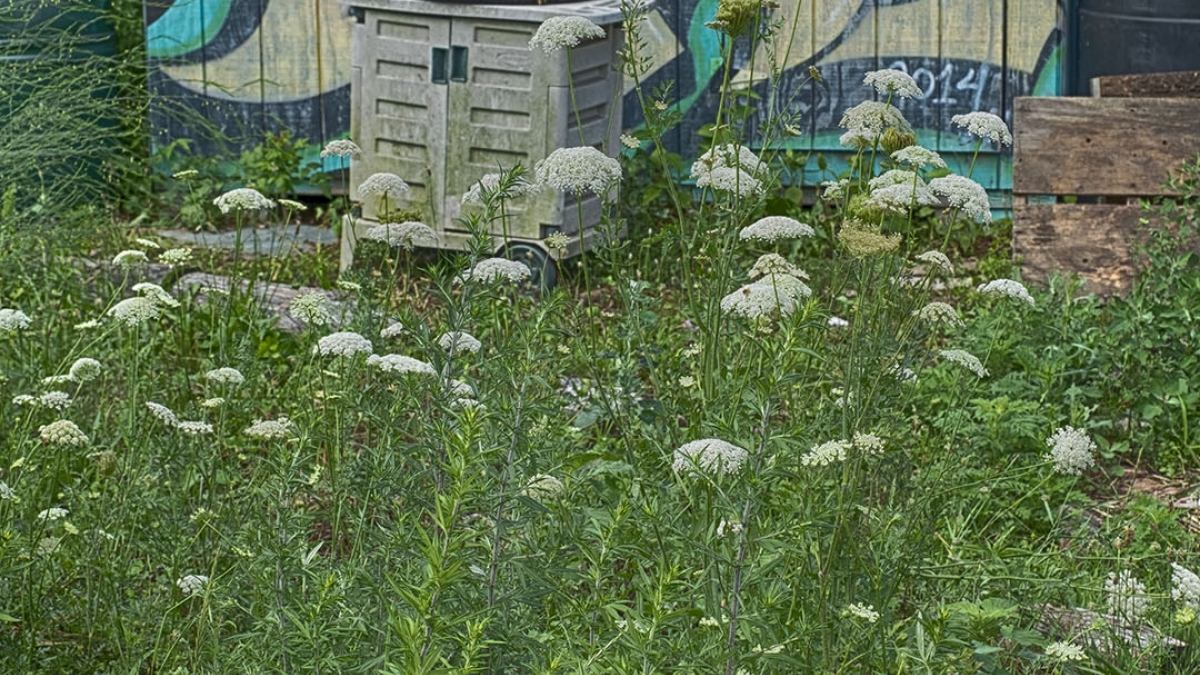 Gardening the Community Garden #51_4 © 2020 Patricia Crutchfield