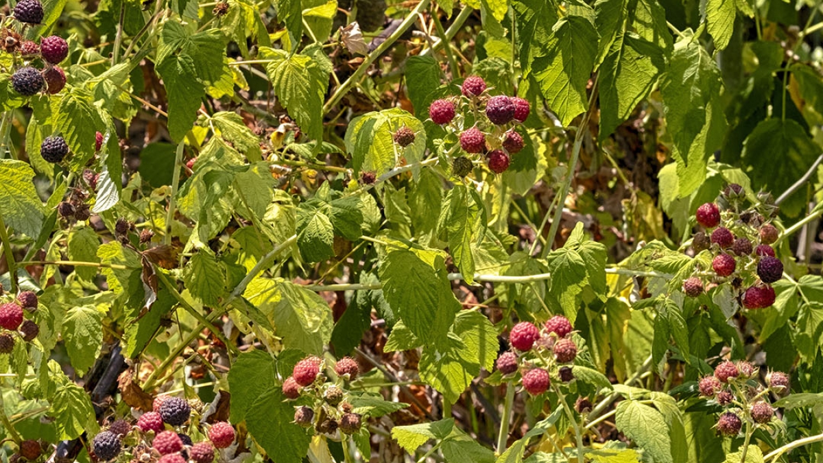 Gardening the Community Garden #53 © 2020 Patricia Crutchfield