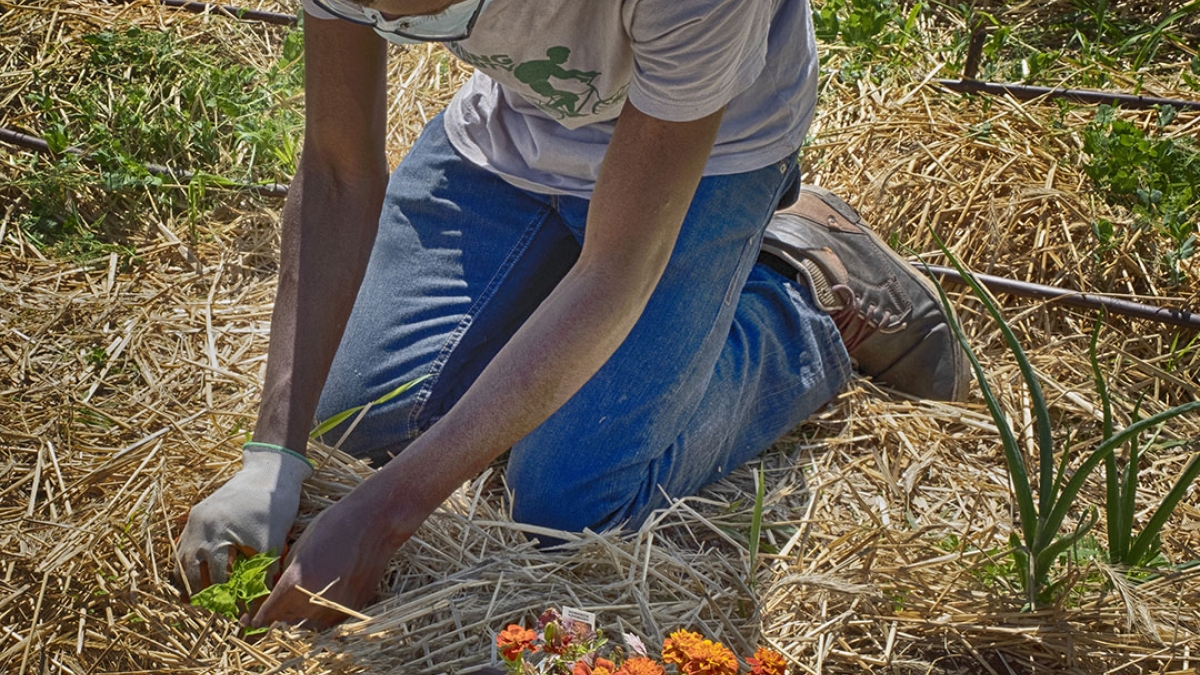 Gardening the Community Garden #62_2 © 2020 Patricia Crutchfield