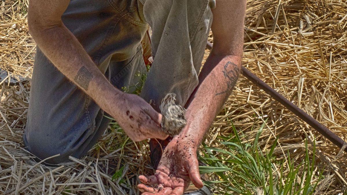 Gardening the Community Garden #64_2 © 2020 Patricia Crutchfield