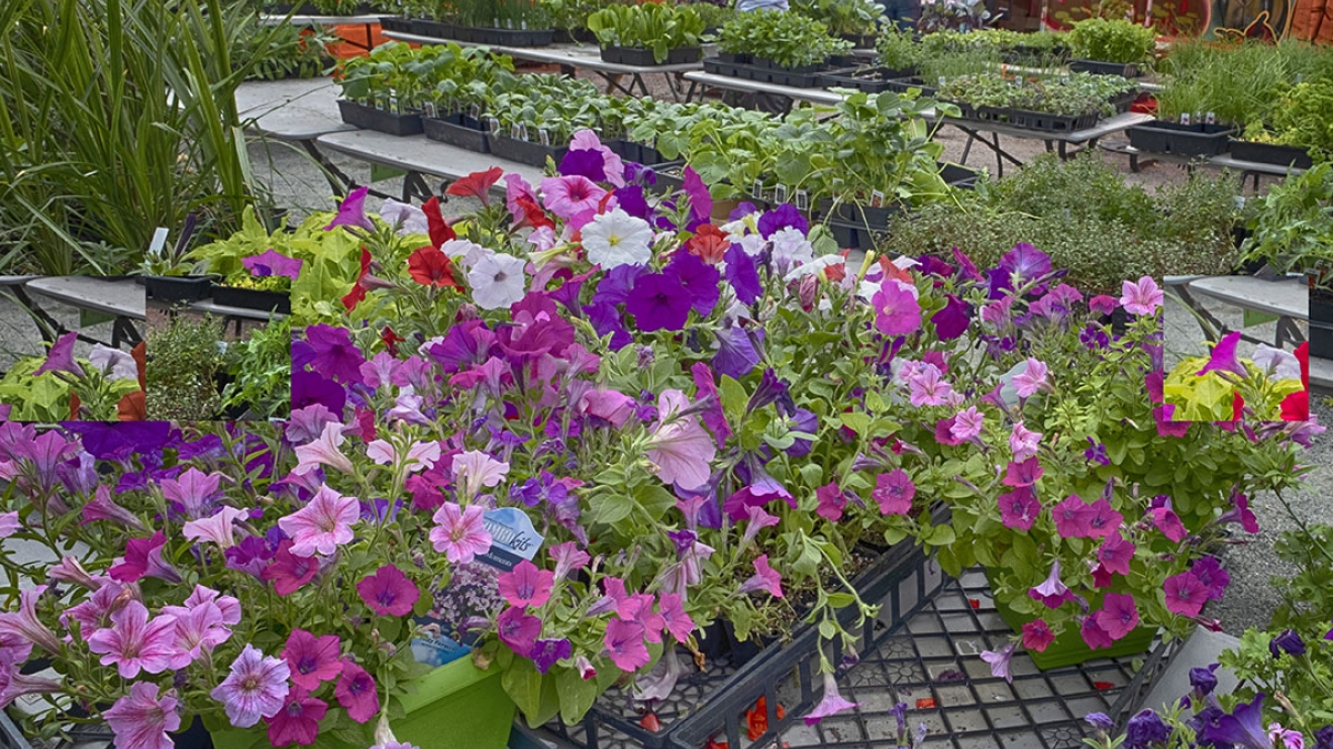 Gardening the Community Garden #68_2 © 2020 Patricia Crutchfield