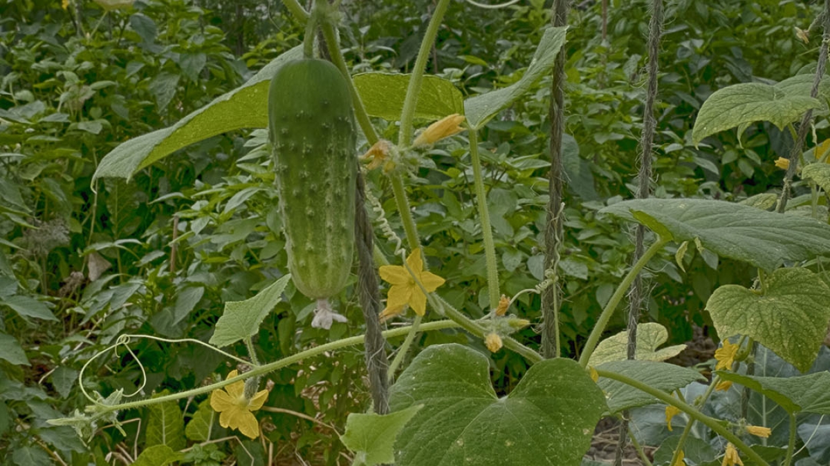 Gardening the Community Garden #75_1 © 2020 Patricia Crutchfield