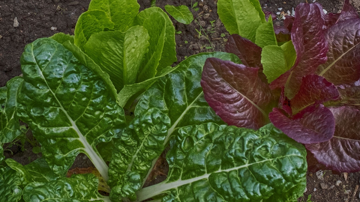 Gardening the Community Garden #75_2 © 2020 Patricia Crutchfield