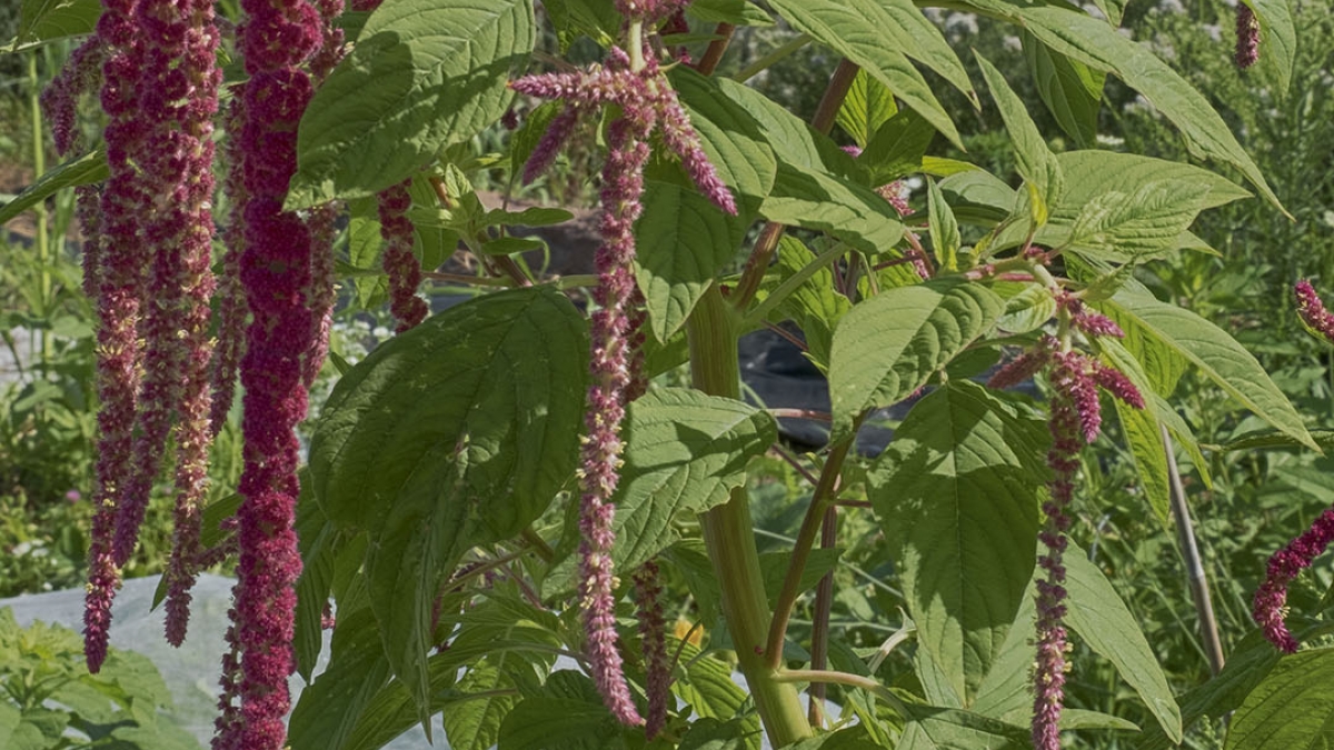 Gardening the Community Garden #76_1 © 2020 Patricia Crutchfield