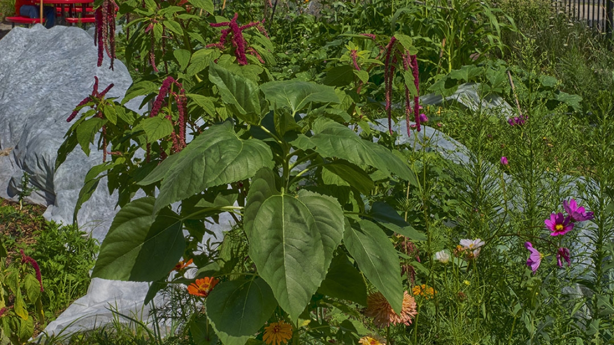 Gardening the Community Garden #76_2 © 2020 Patricia Crutchfield