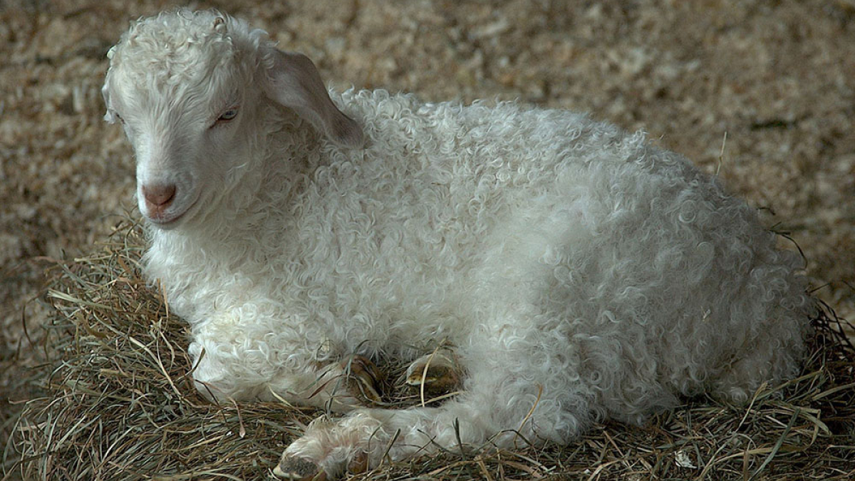 Angora Kid, Cummington Sheep and Wool Fair © 2005 Julius Lester