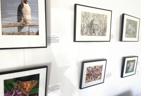 photo for Learn to Look All Around…