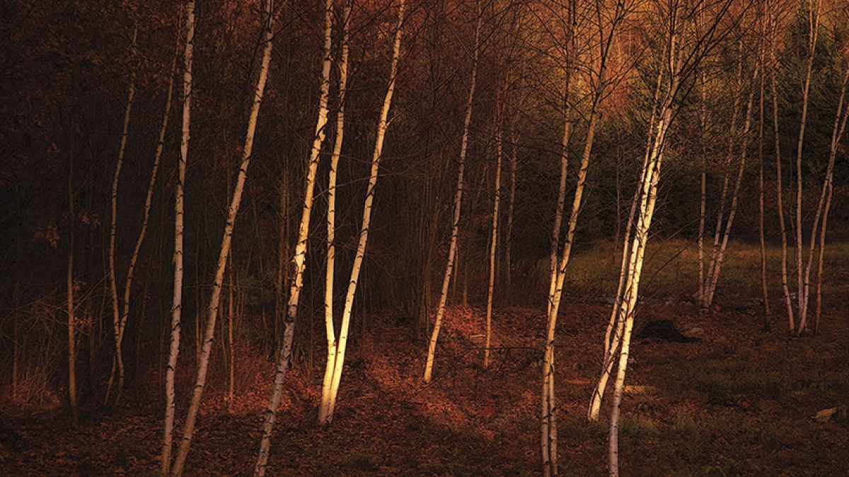 Autumn Birches ©Julius Lester, 2007