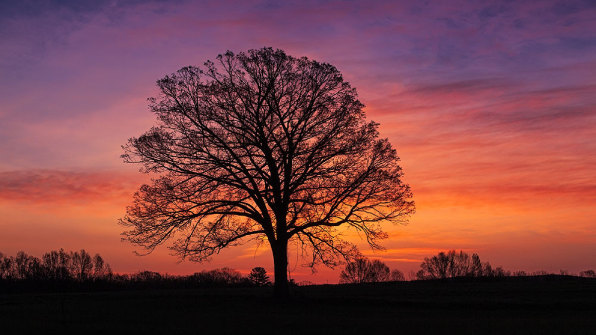 Bare Oak at Dawn © 2022 Steve Gingold