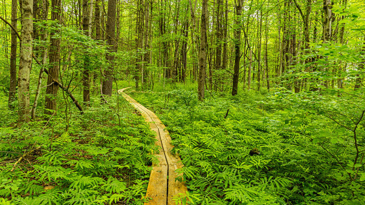 Whately Center Woods © 2022 Dot Barnard